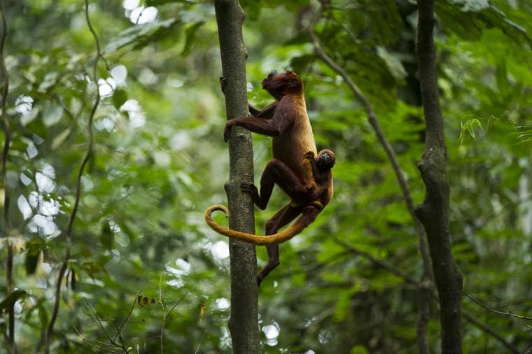 Red Howler Monkey &amp; Baby